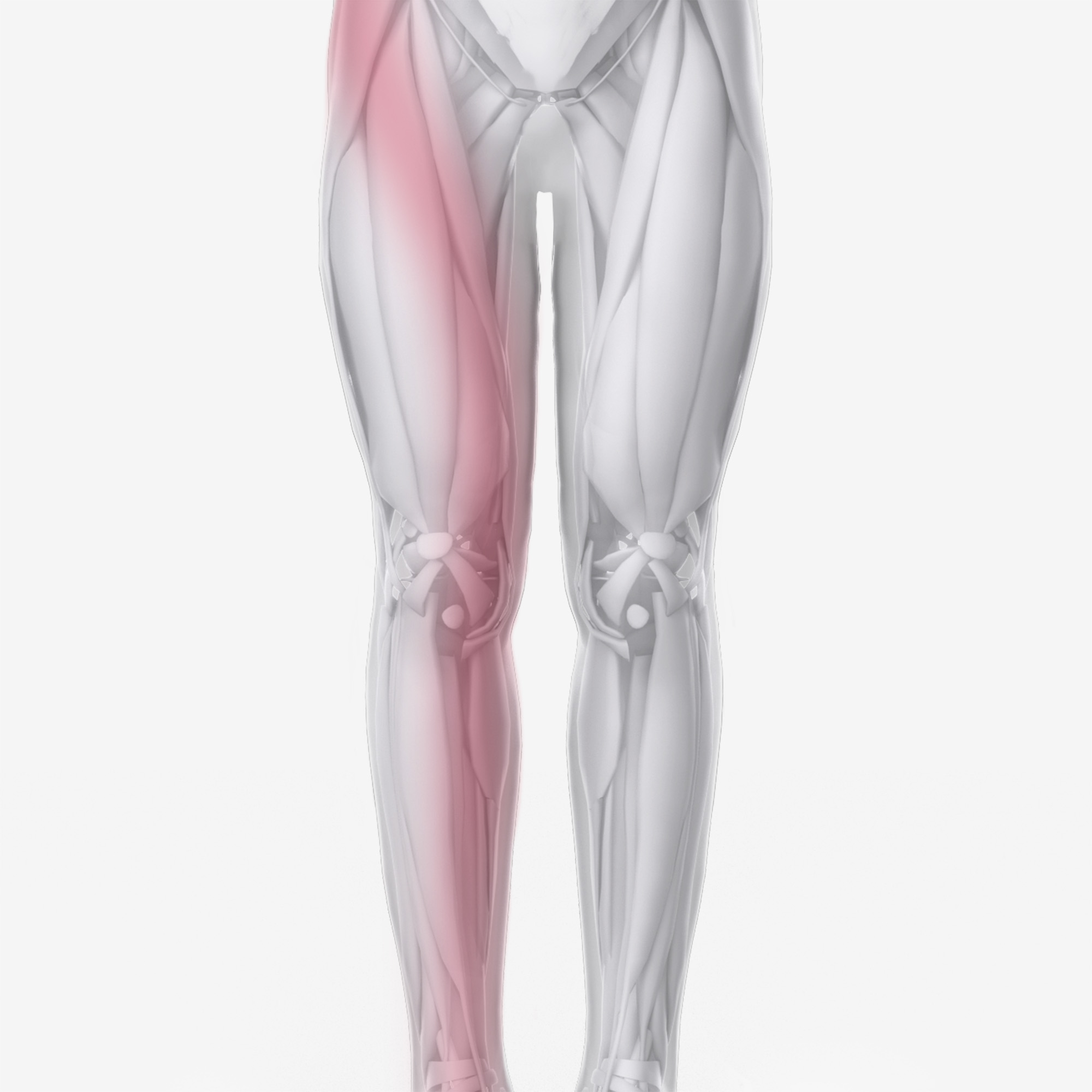 Adductor Brevis