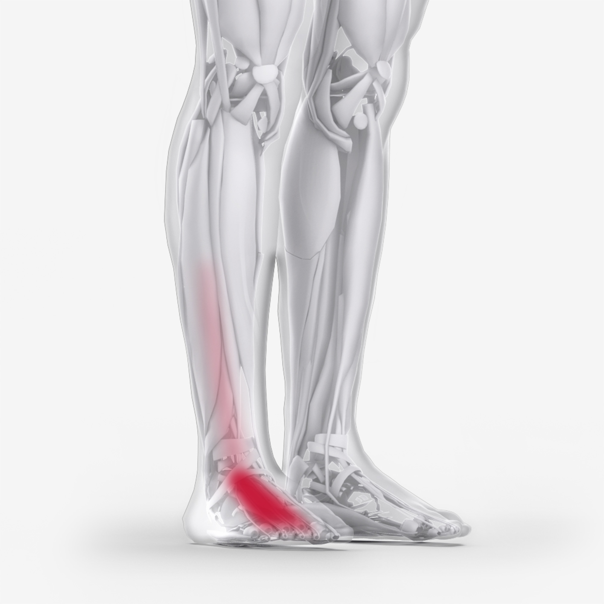 Extensor Digitorum Longus