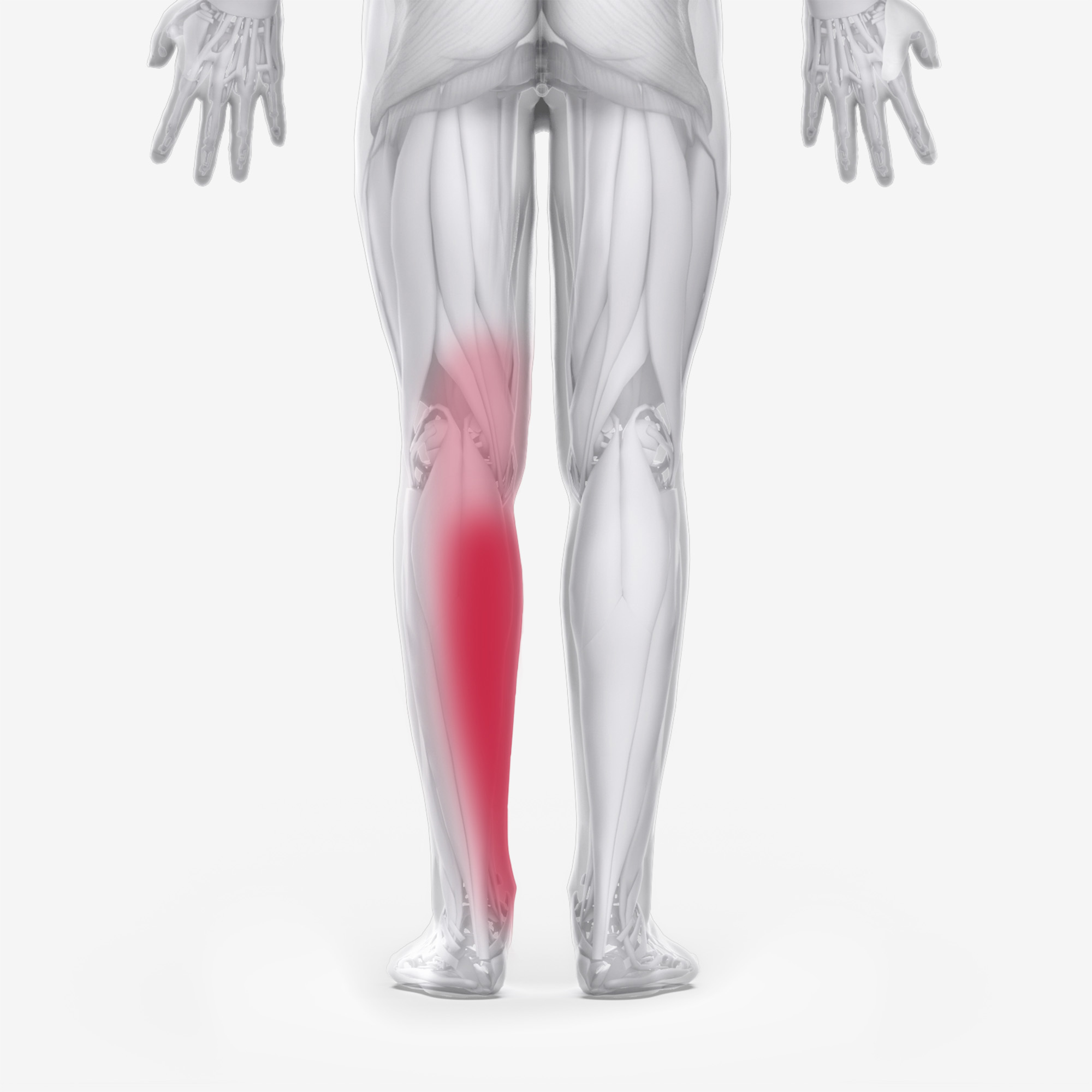 Gastrocnemius