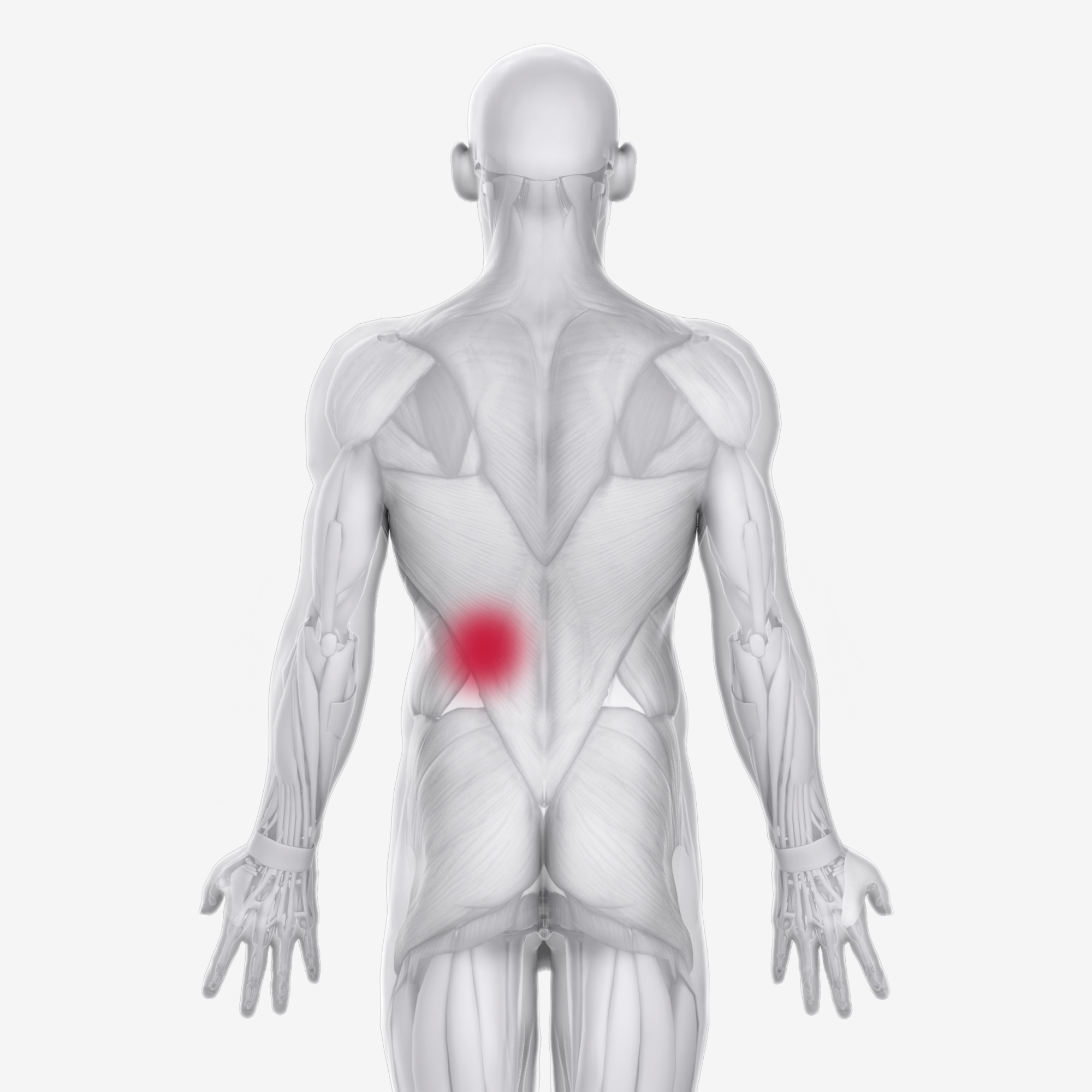 Serratus Posterior Inferior