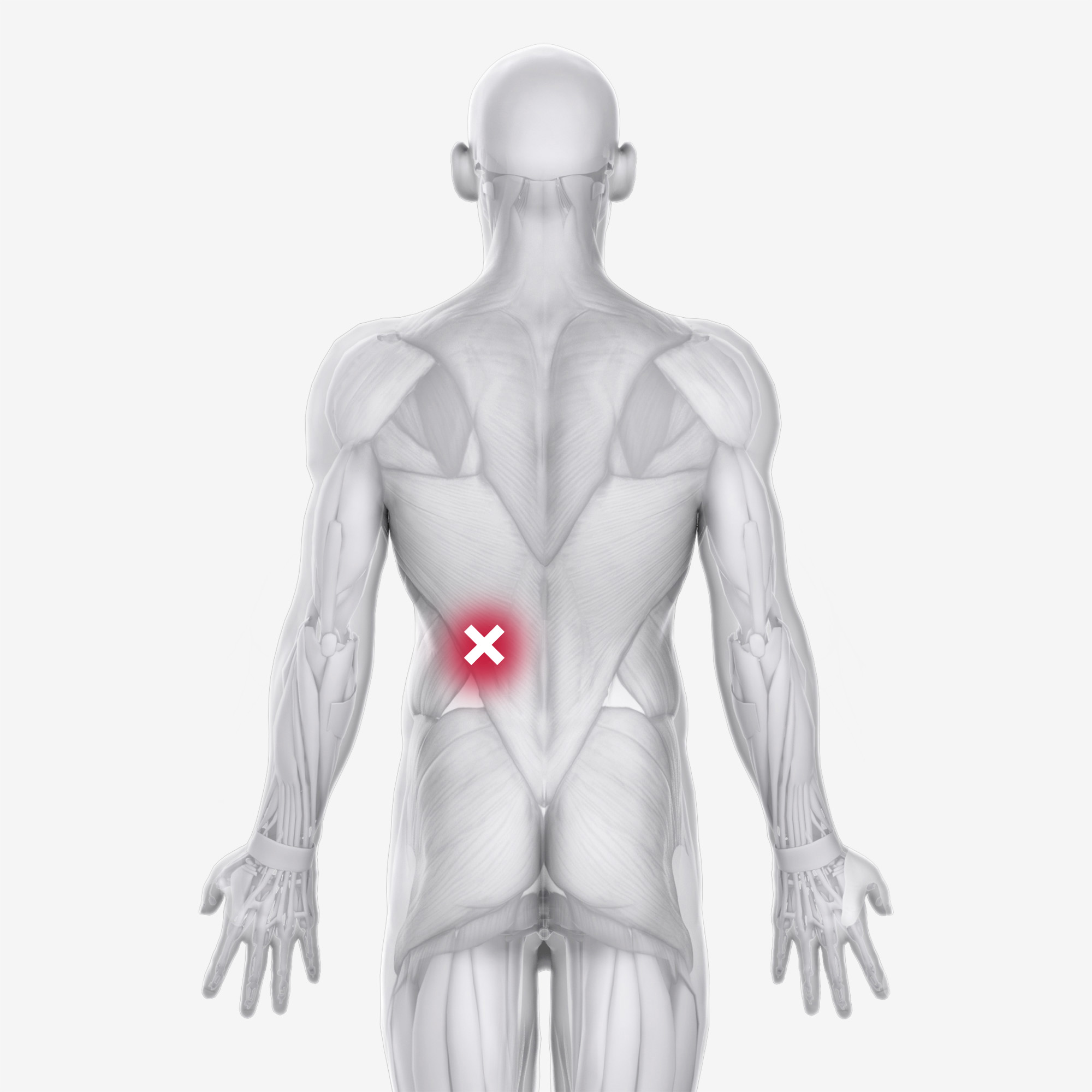 Serratus Posterior Inferior