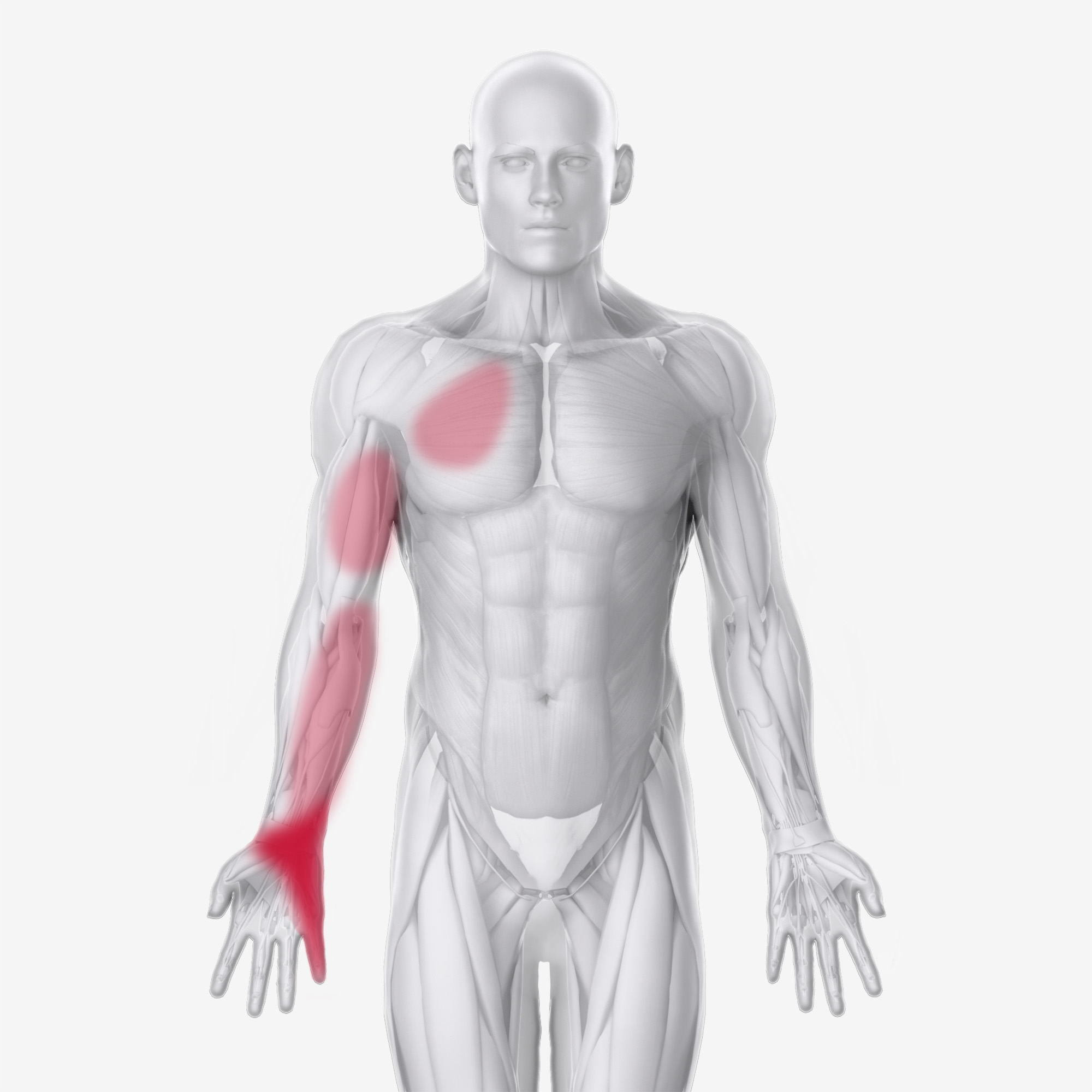 Serratus Posterior Superior