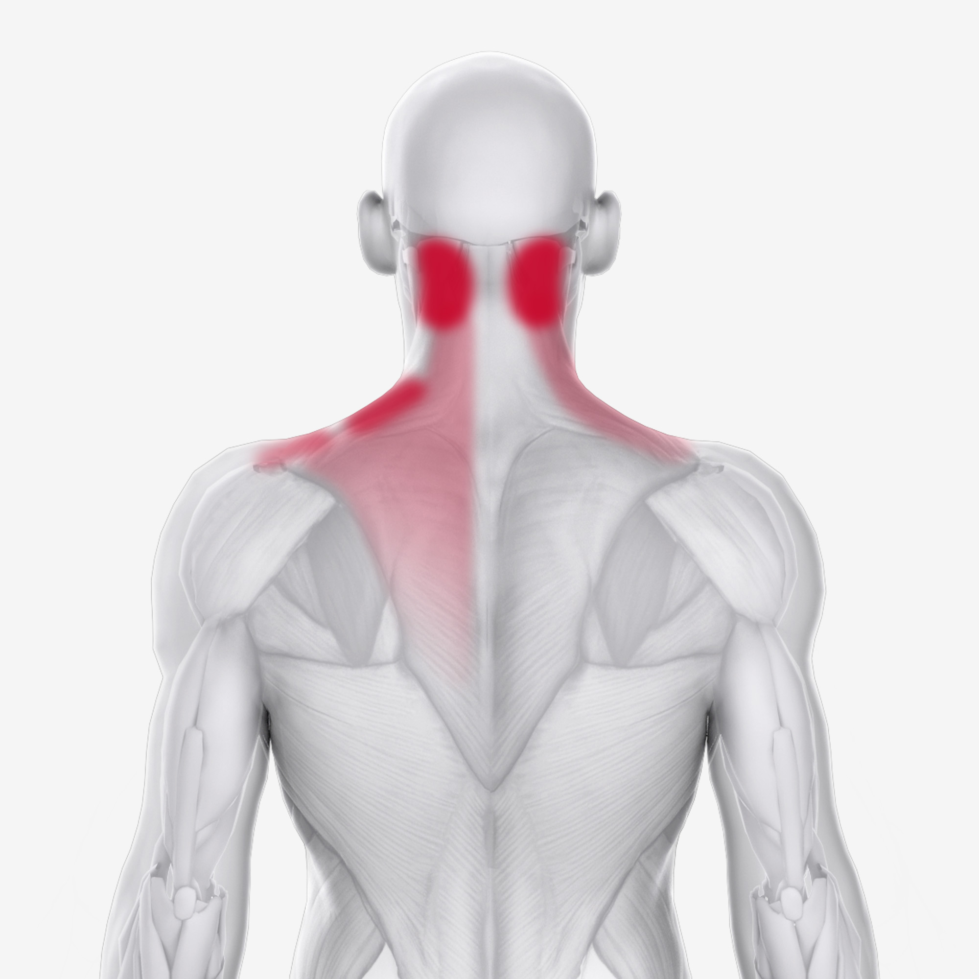 Trapezius